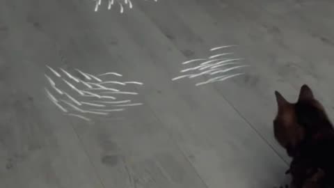 Cute cat playing shadows