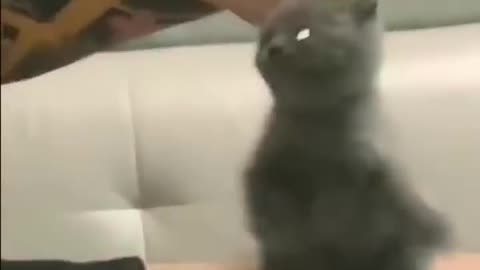 Cute Funny Cats