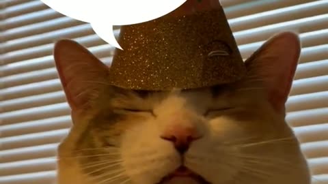 Top Funniest Animal Videos of 2023 // Cat Reaction #shorts #cats #funny