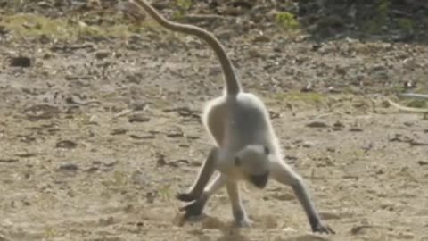 Funniest Monkey