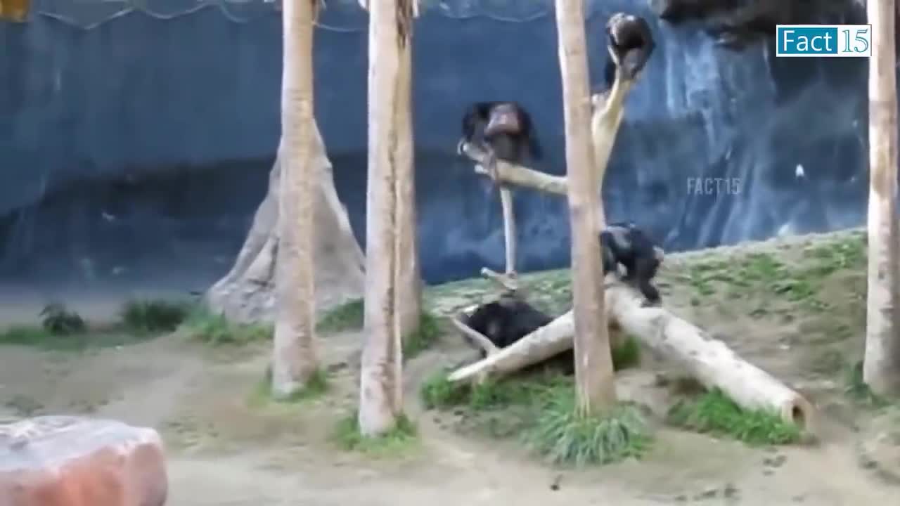 Funny Animals Video 2022 (Part-3)