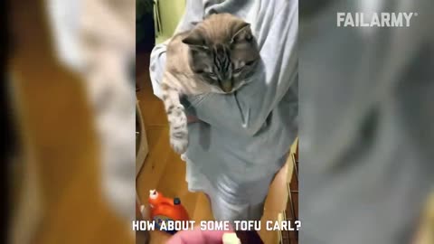 Funny Cat Fails - Funny Cat Compilation - FailAnimals