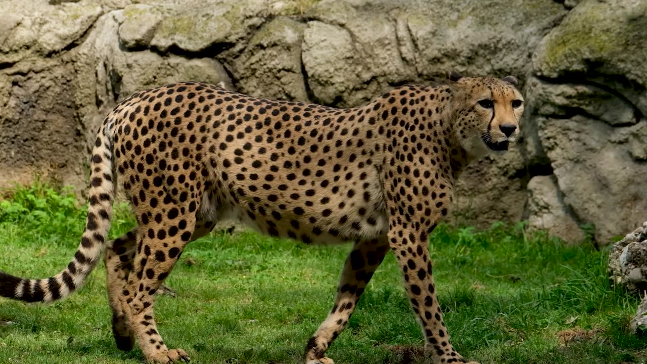 A Cheetah Walking and Looking Around