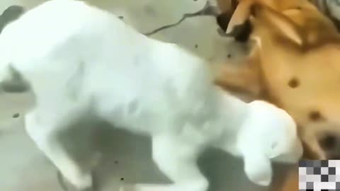 Goat and dog fun