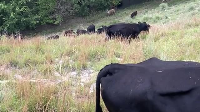 kANsAs iS fLaT #kansas #ranchlife #cows