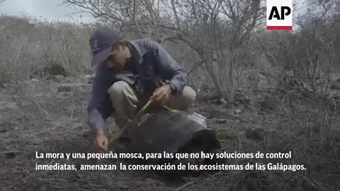 Una fruta y una mosca amenazan loa Galápagos