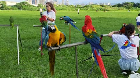 See outdoor parrot training