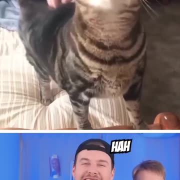 Funny Animals🦆 #27