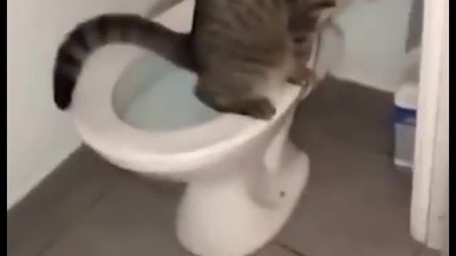 Cats know how to use the toilet