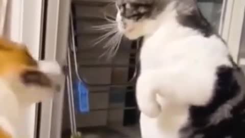 Funny cute ❤ dogs 🐶 and cats 🐱 part 6