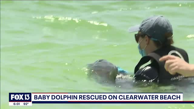 Baby dolphin rescued after being found in Florida crab trap_Cut