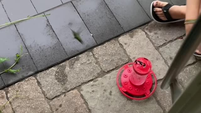 Seemingly Lifeless Hummingbird Rescued from Rain