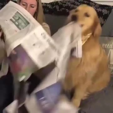 UPSET DOG CUT THE NEWS PAPER NEED OWNER ATTENTION.mp4