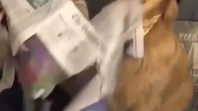 UPSET DOG CUT THE NEWS PAPER NEED OWNER ATTENTION.mp4