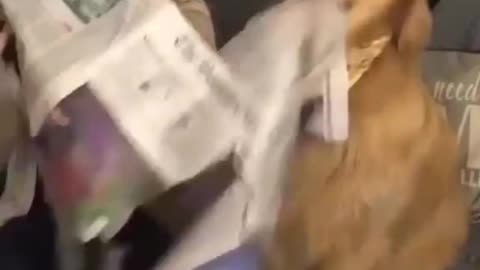 UPSET DOG CUT THE NEWS PAPER NEED OWNER ATTENTION.mp4