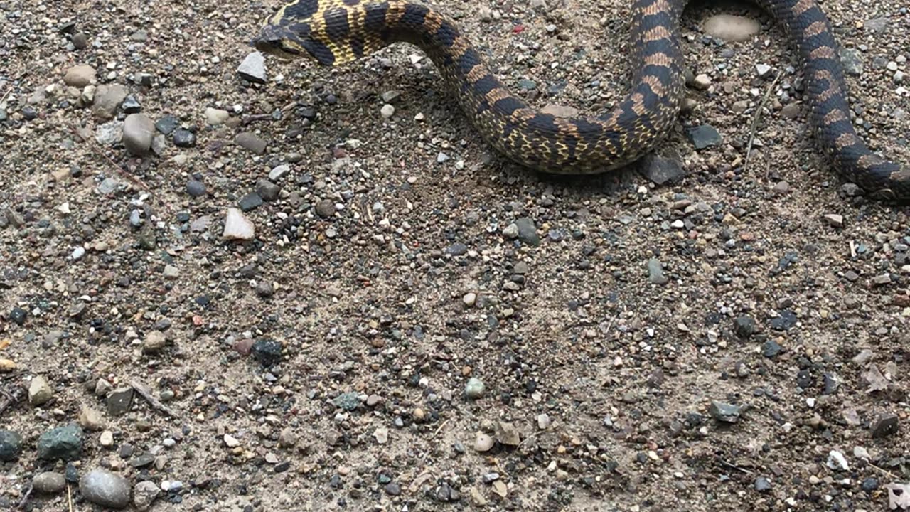 Michigan cobra