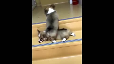 Cute Baby Animals