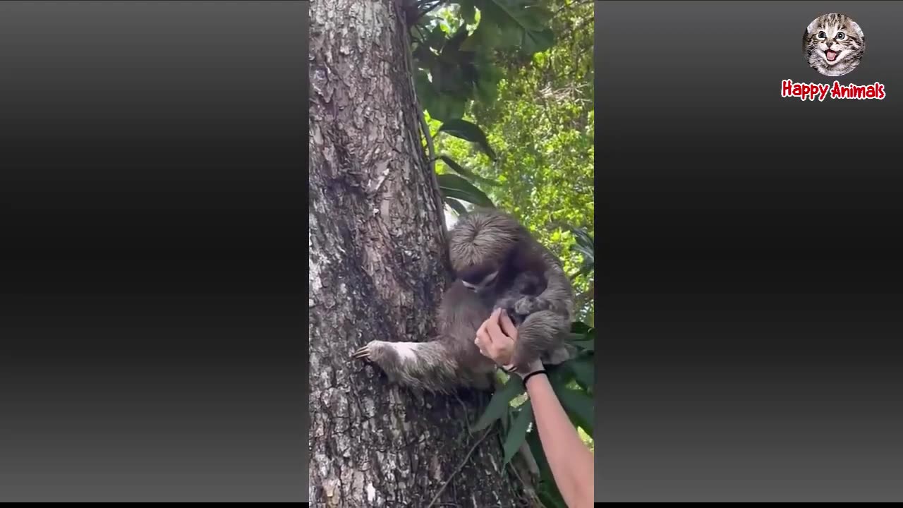 funny animal video