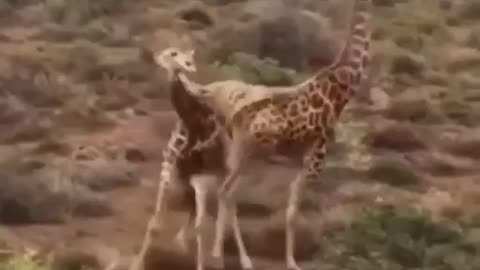 animal kingdom fight night- Giraffe VS Giraffe