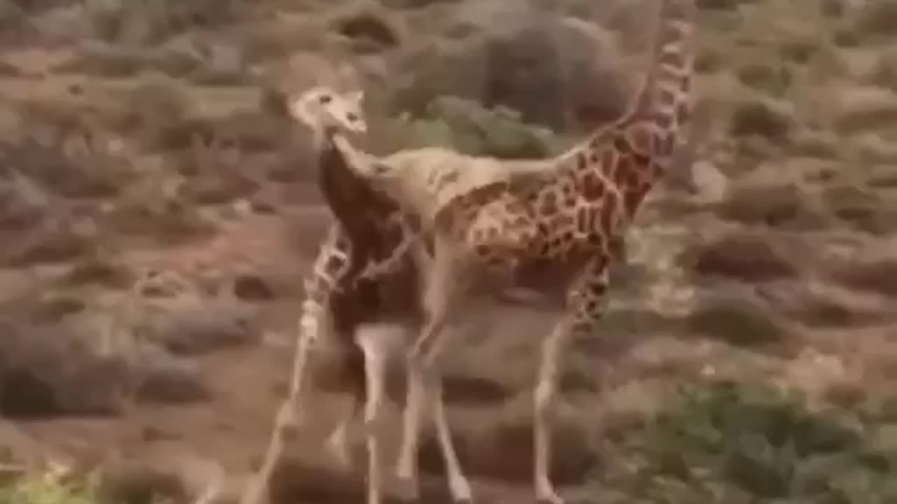 animal kingdom fight night- Giraffe VS Giraffe