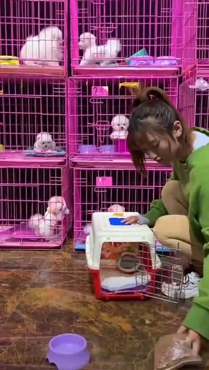 Dogs Videos Compilation 2021 #shorts