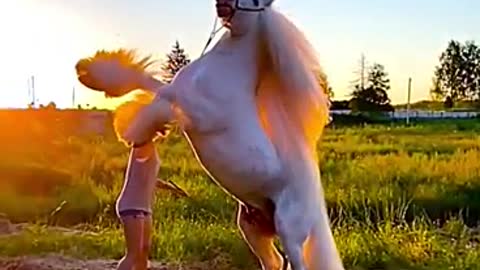 Beautiful white horse