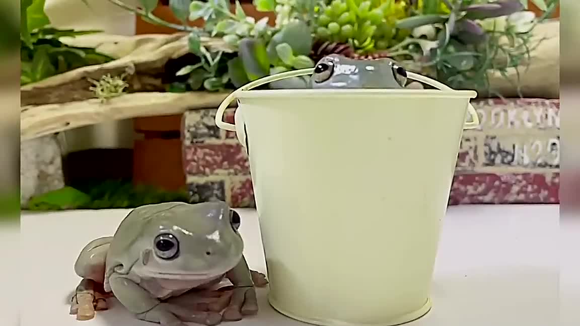 A compilation of frogs that like buckets too much