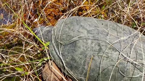 Snapping Turtle