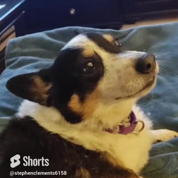 Sugar Biscuit's Birthday Is Today