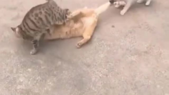 Funniest Cats and Dogs - Best Of The 2022 Funny Animals Videos