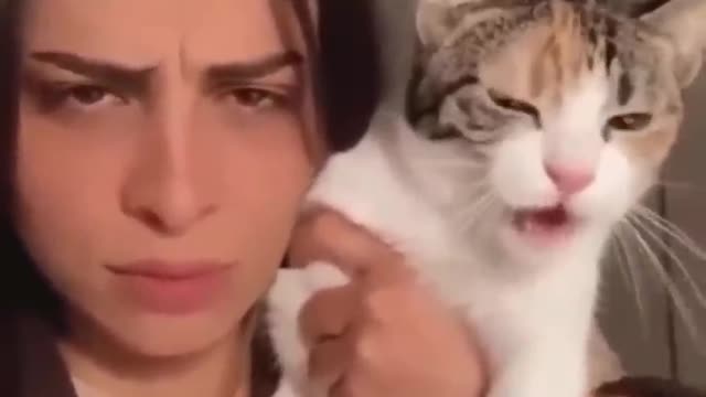 Trending Cute Cats Funny Clips