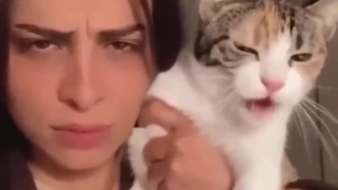 Trending Cute Cats Funny Clips
