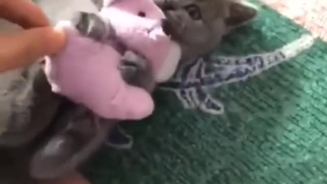 Cute cat playing mouse doll