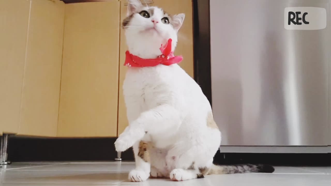 Cute cat 😺 funny videos 🤪.