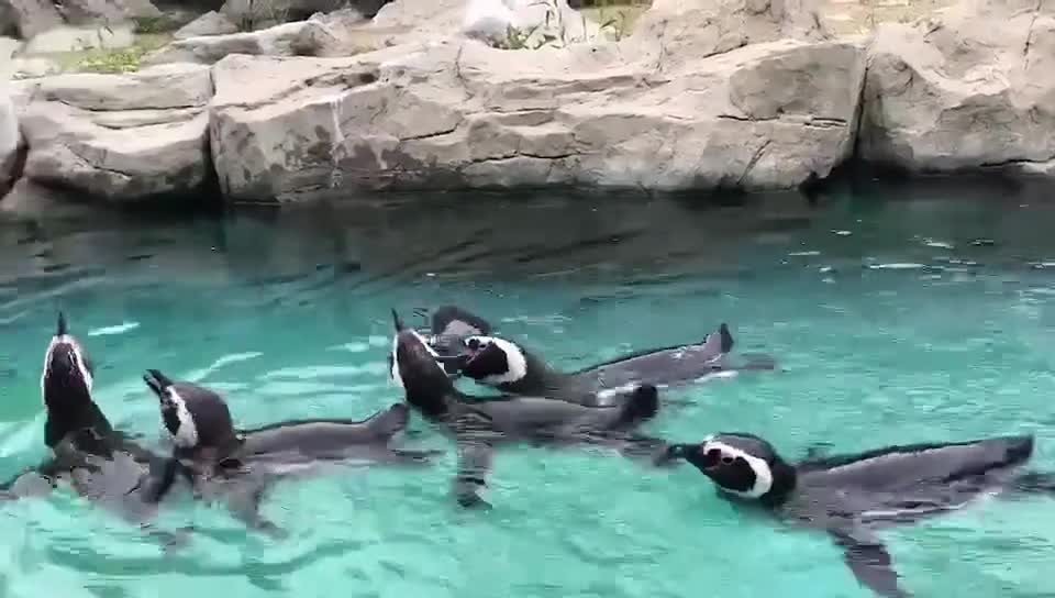 Have you ever heard the call of a penguin