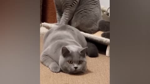 Funniest Animals Videos 2022 - Funny Cats and Dogs Videos 😹🐶