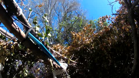 Blue bird curious about solar panel