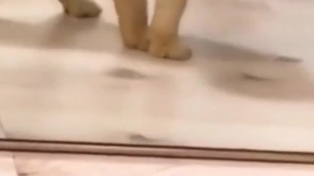 A cat wants to fight itself in the mirror