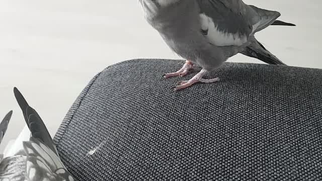 Jealous cockatiel waiting in line to get scritches