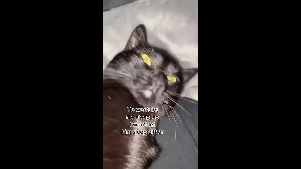 Funny cats