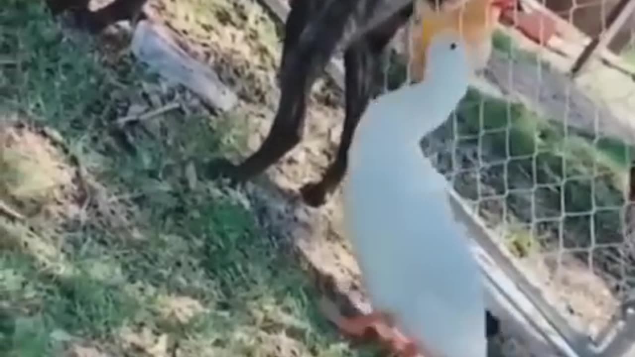 Funniest Cats and Dogs 🐶🐱 | Funny Animal Videos 2023