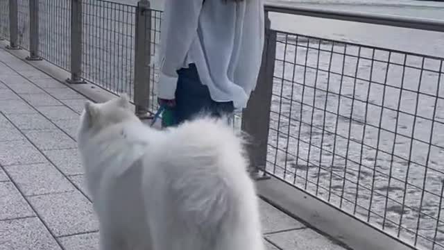 Things you should know before getting a Samoyed