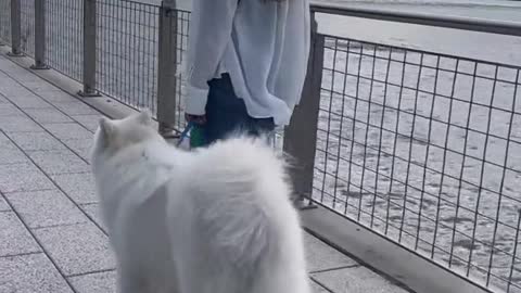 Things you should know before getting a Samoyed