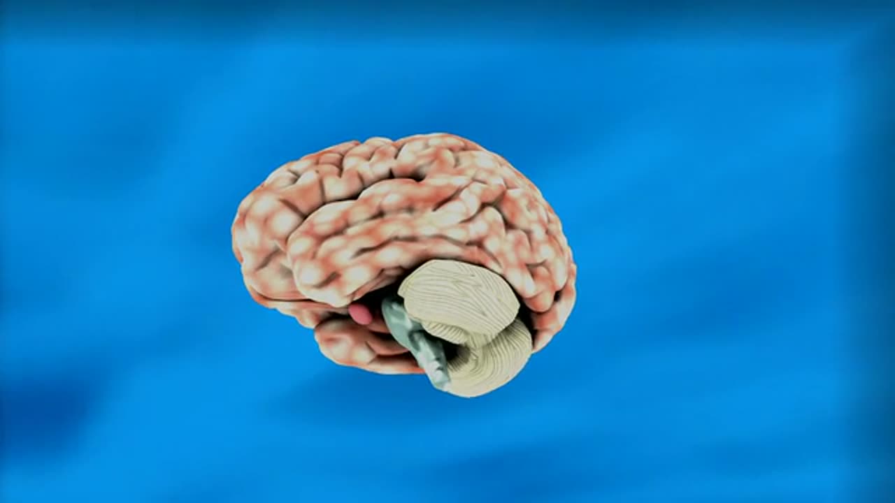 brain