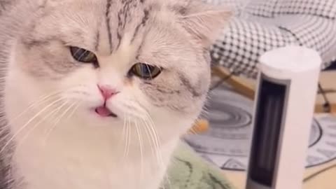 Cute and funny cat video.