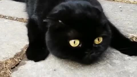 Black round and round