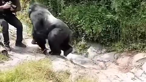 SilverBack Gorilla