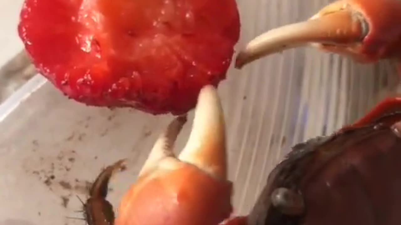 Crab eating Fruit