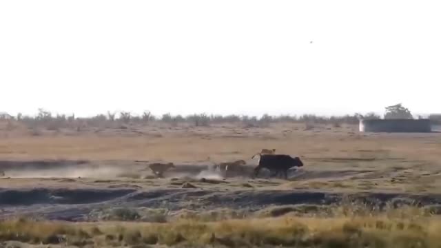 Strongest Animals In Africa ► Buffalo Vs Leopard, Lion Receives Fierce Attacks From The Buffalo Herd