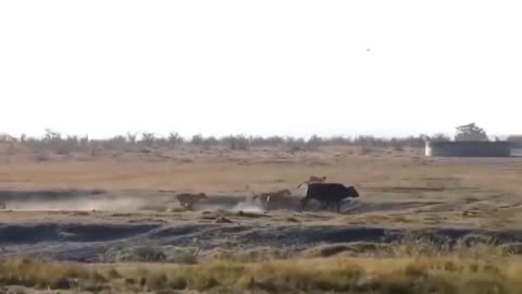 Strongest Animals In Africa ► Buffalo Vs Leopard, Lion Receives Fierce Attacks From The Buffalo Herd